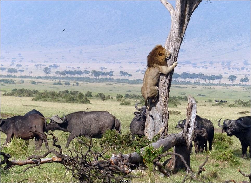 Лев на дереве