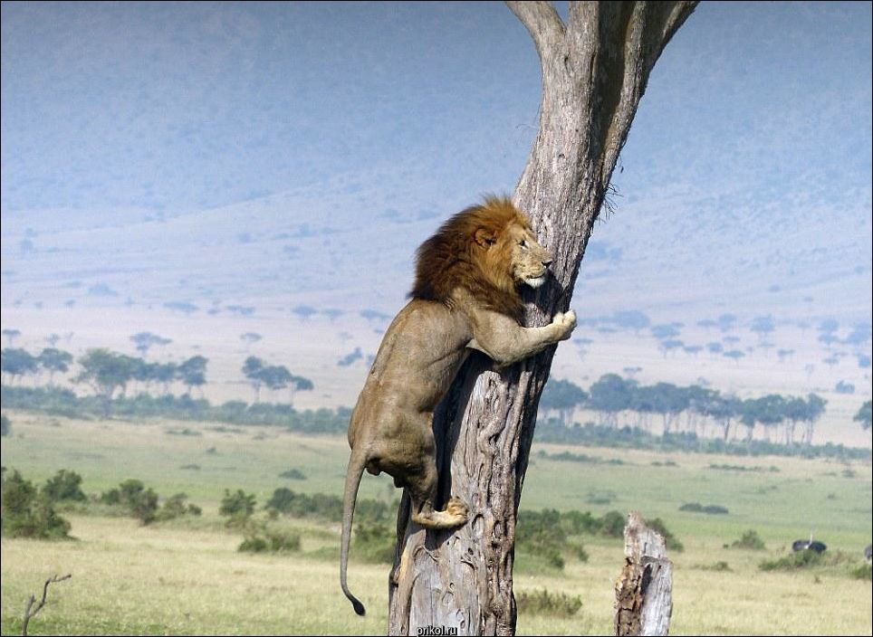 Лев на дереве