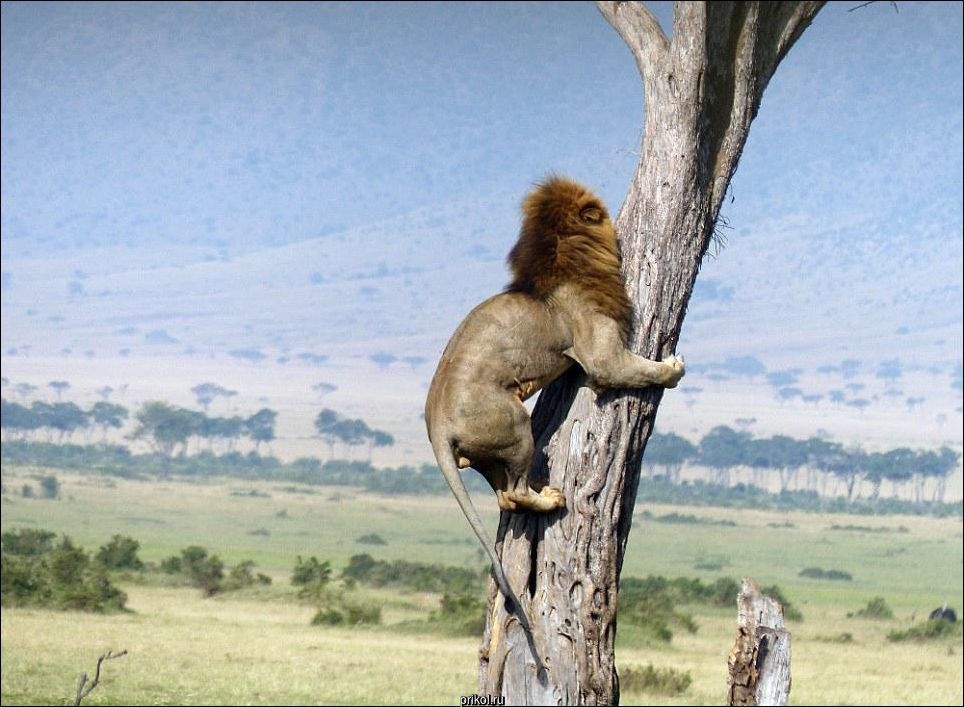 Лев на дереве