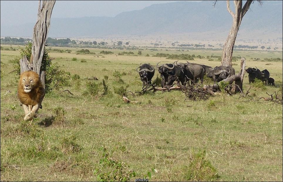 Лев на дереве