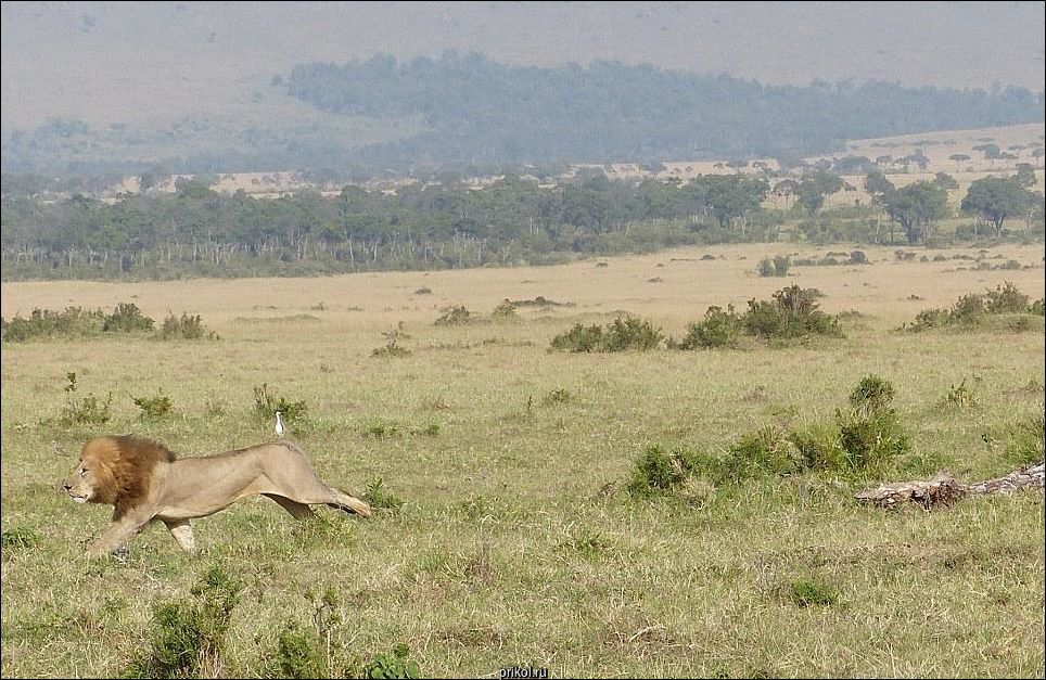 Лев на дереве