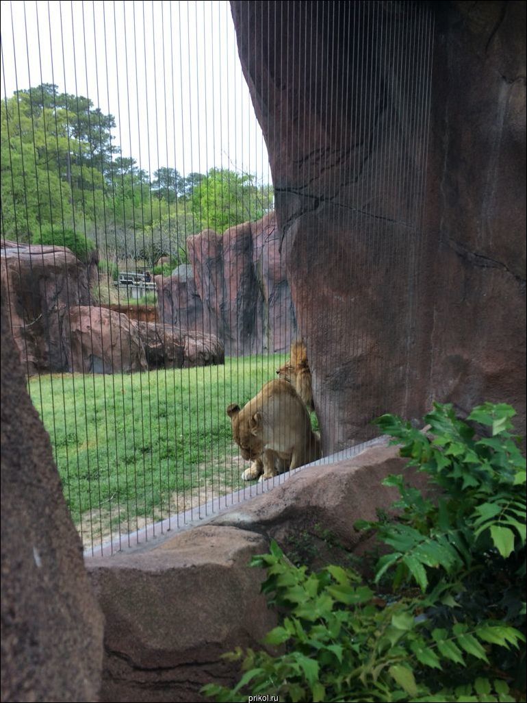 Львица испортила льву полуденную дрему