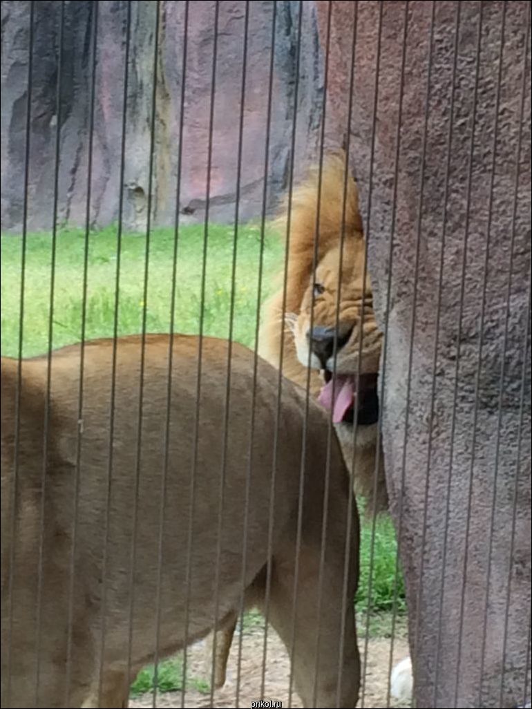 Львица испортила льву полуденную дрему