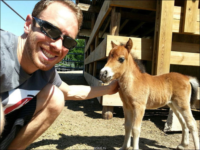 Маленькая лошадка