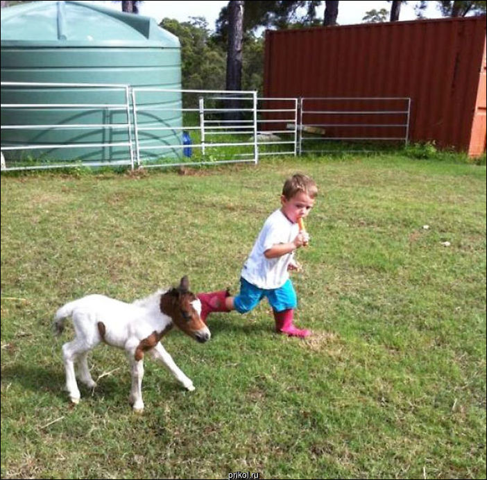 Маленькая лошадка