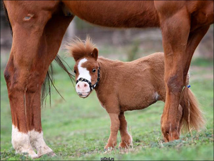 Маленькая лошадка