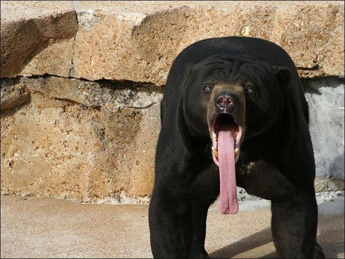 Удивление на мордах животных