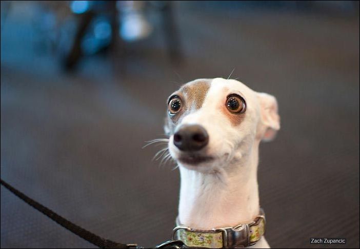 Удивление на мордах животных