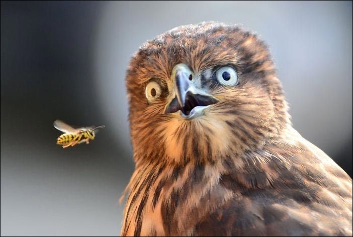 Удивление на мордах животных