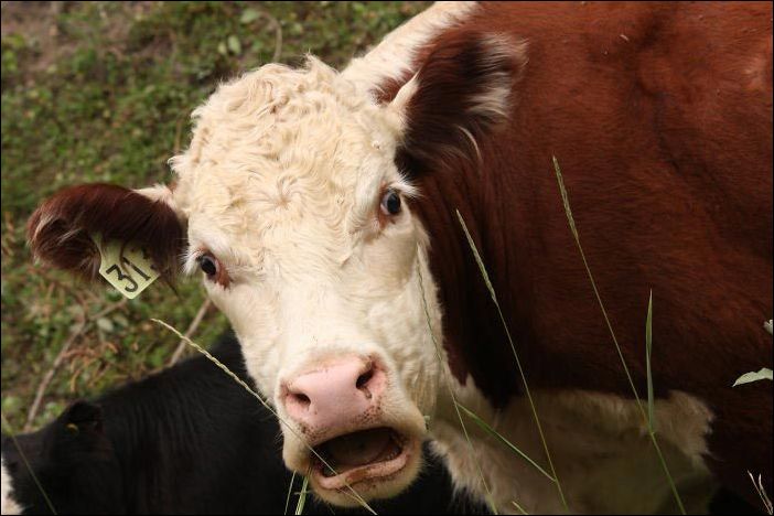 Удивление на мордах животных