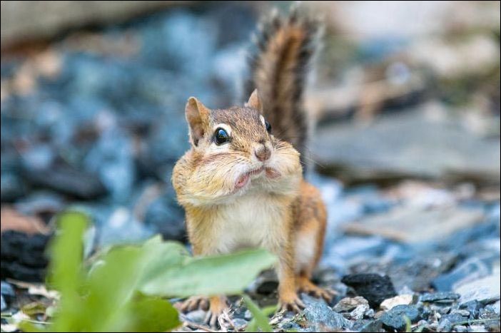 Удивление на мордах животных