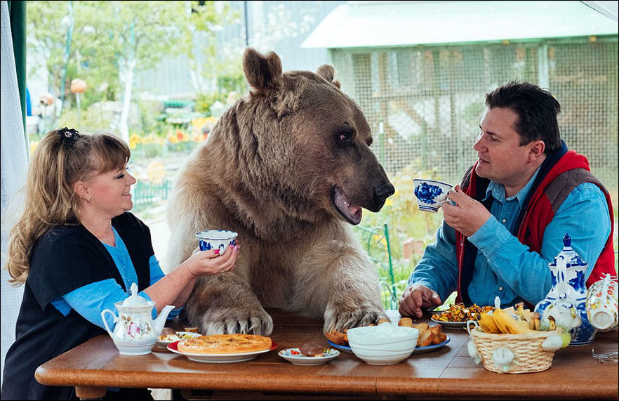 медведь Степан