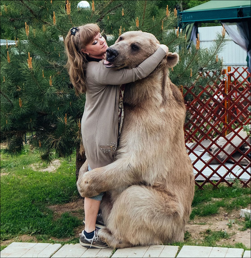 медведь Степан
