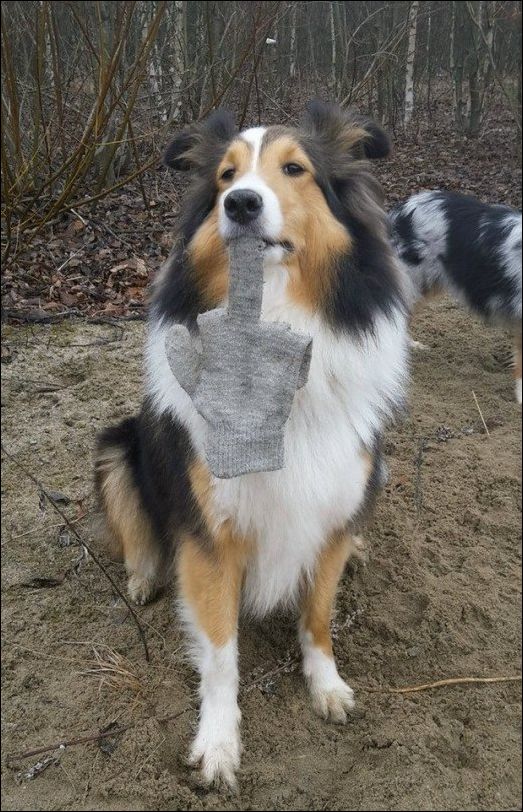 фото приколы