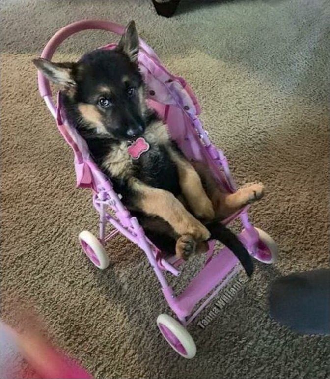 фото приколы