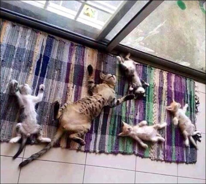прикольные картинки прикольные картинки