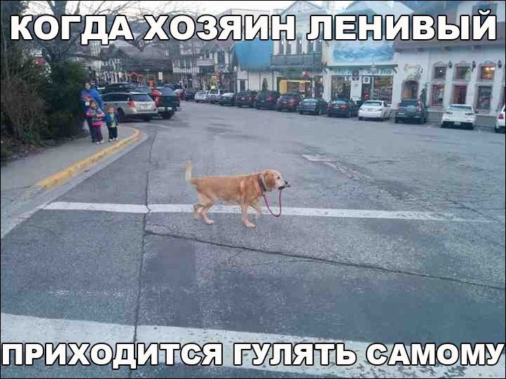 прикольные картинки прикольные картинки