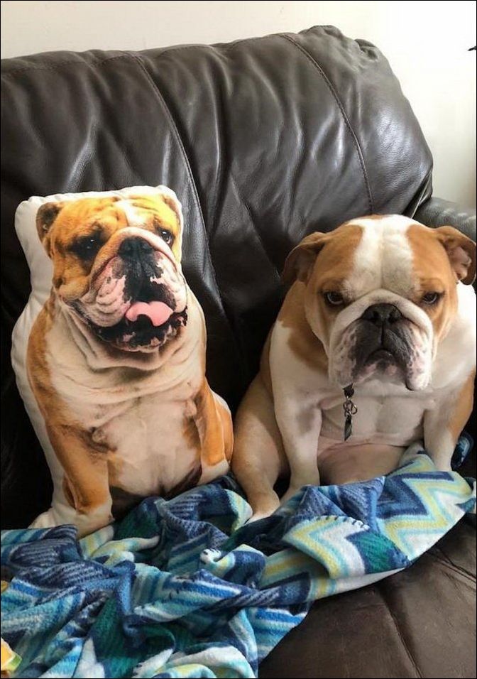 фото приколы