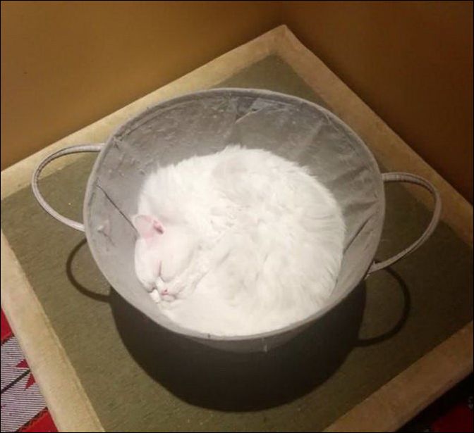 фото приколы