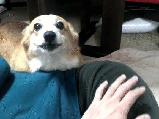 Прикольные гифки