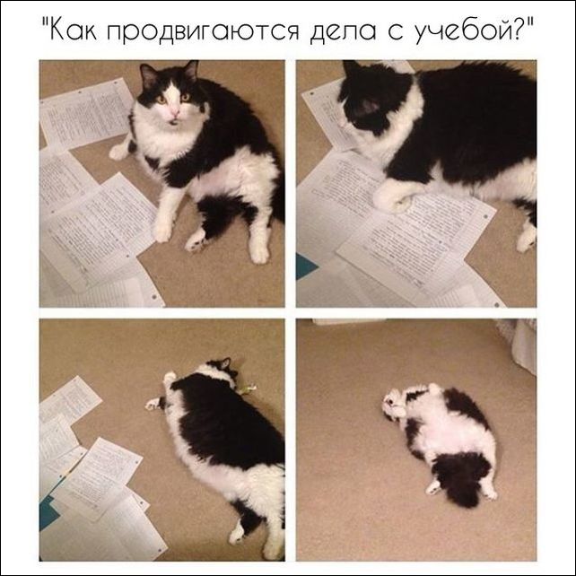 прикольные картинки прикольные картинки