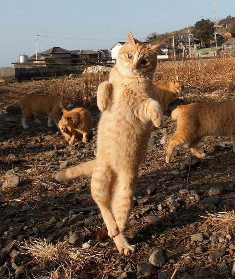 фото приколы