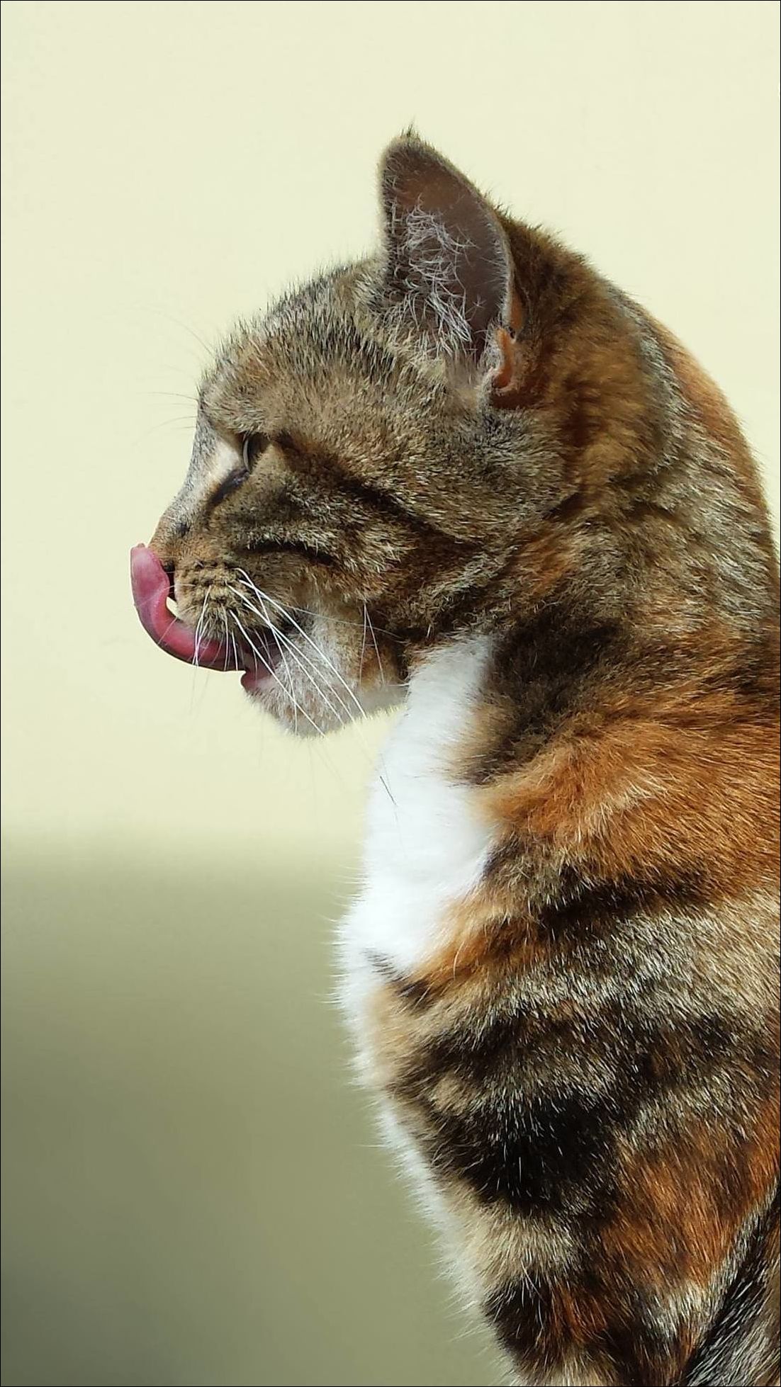 фото приколы