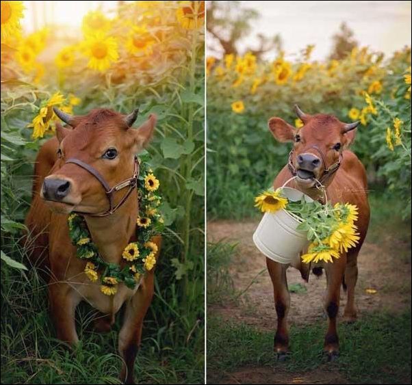 фото приколы