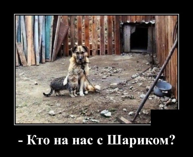 демотиваторы