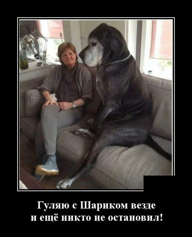 демотиваторы