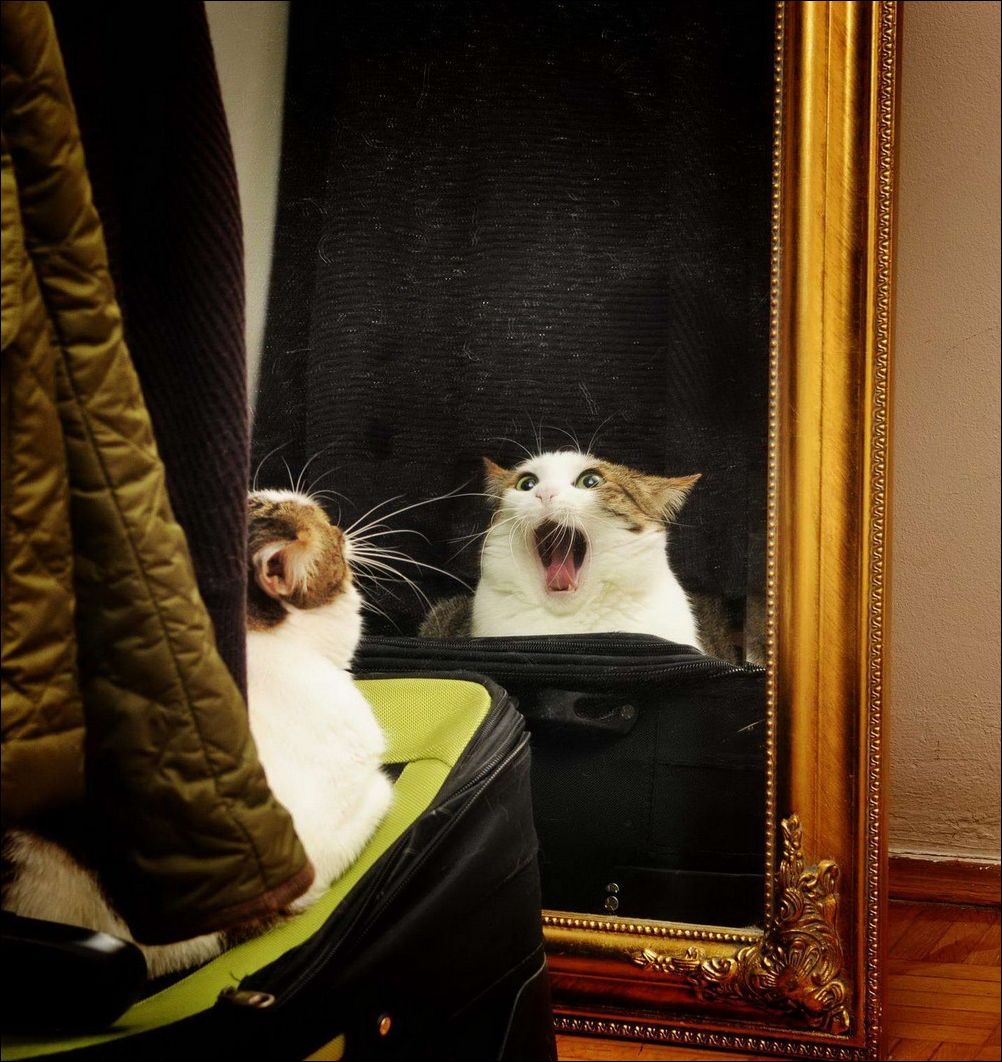 фото приколы