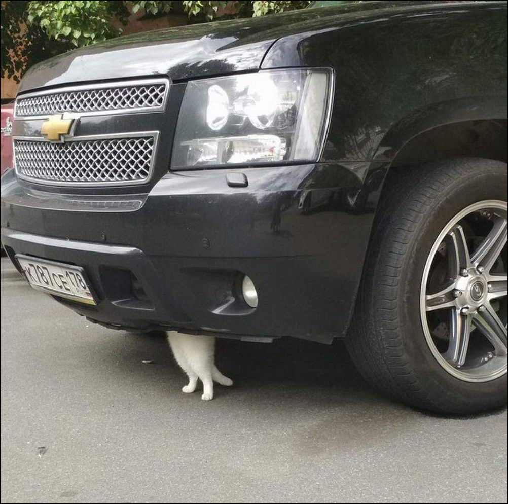 фото приколы