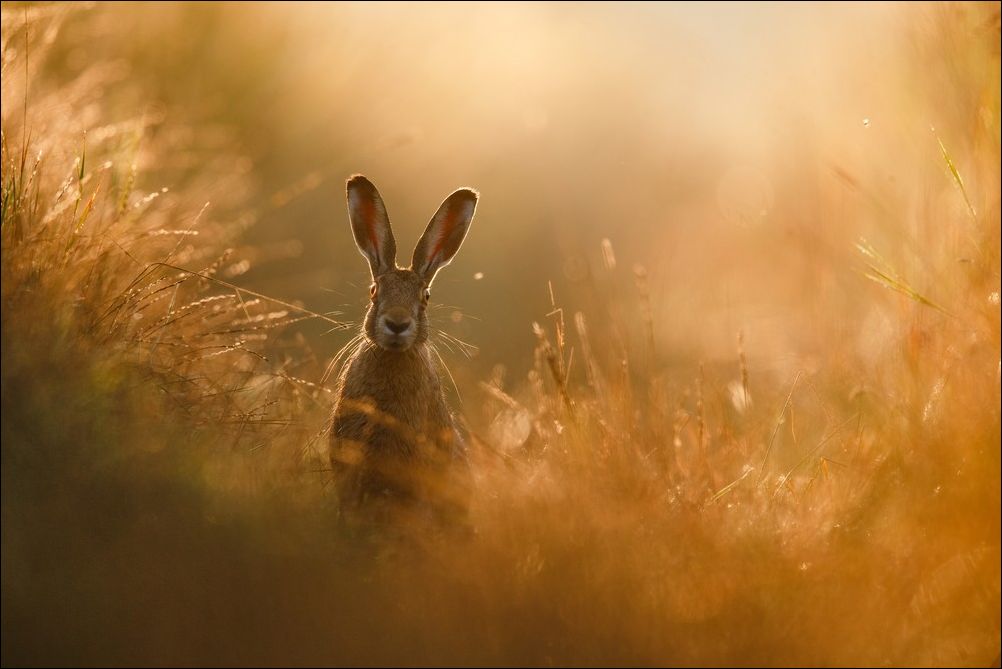 фото приколы