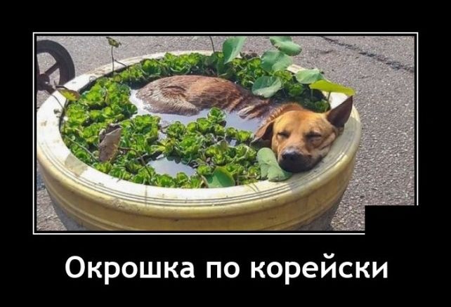 демотиватор