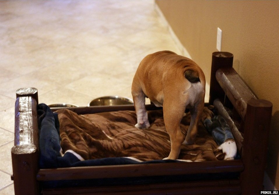 bed-for-dog-04