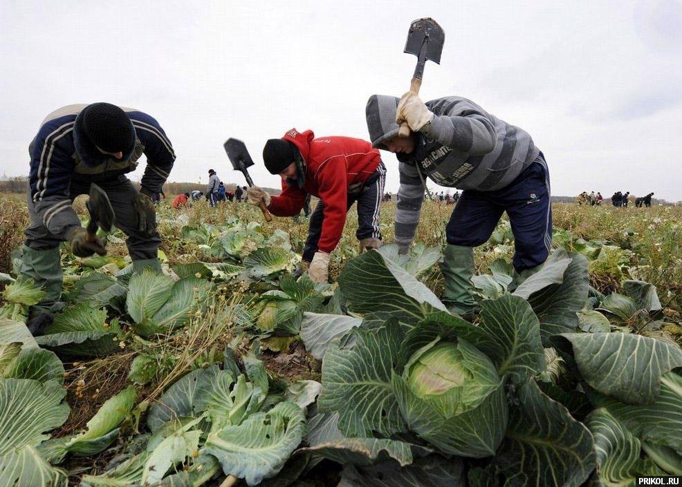 belarus-novobrantsi-na-pole-02