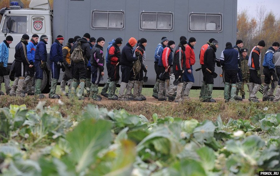 belarus-novobrantsi-na-pole-03