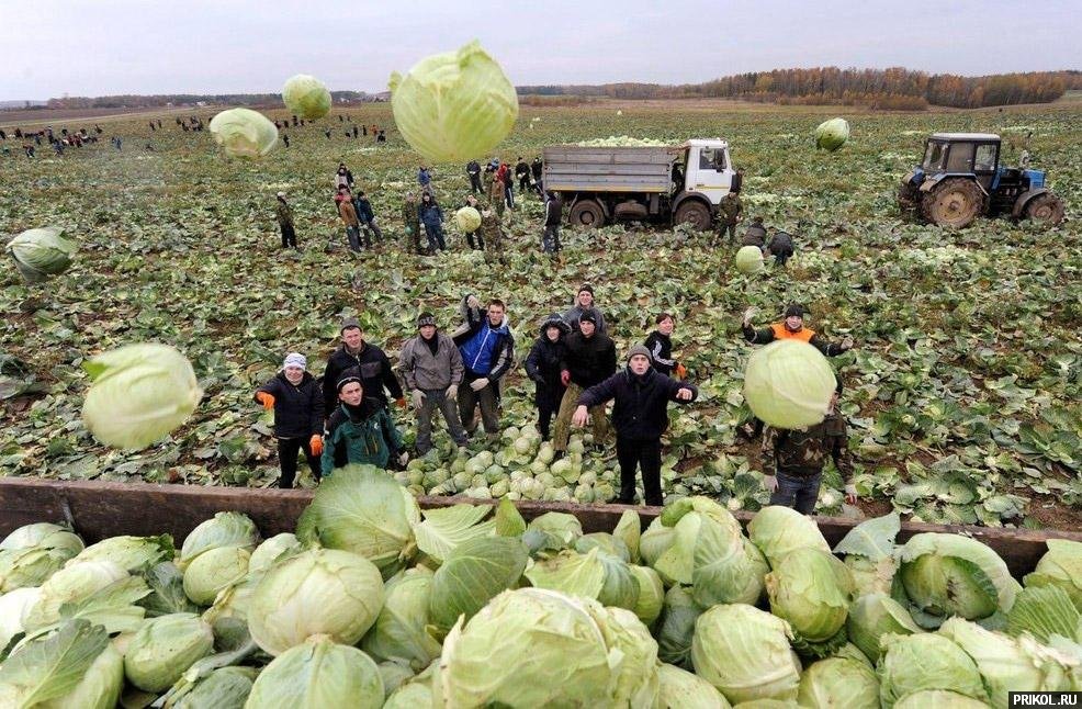 belarus-novobrantsi-na-pole-04