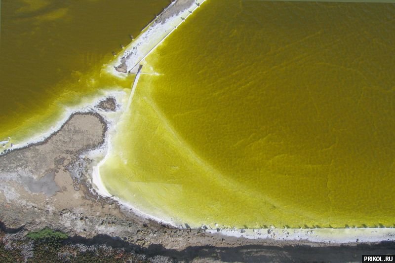 Соленые водоросли. Водоросли соленых водоемов. Солевой водоем. Озеро Пич-Лейк. Солевые пруды.