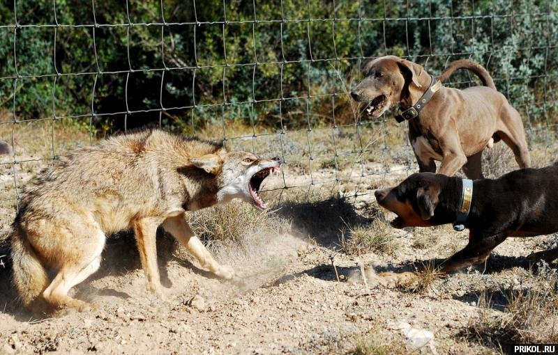 coyote-vs-lacy-dogs-01