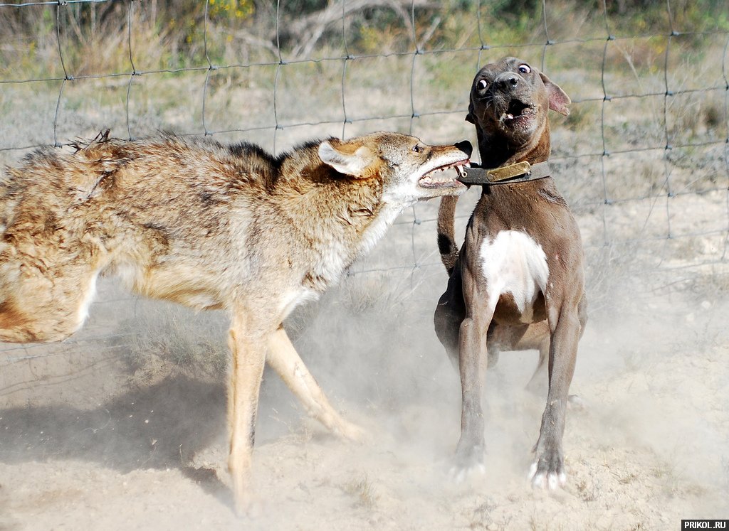 coyote-vs-lacy-dogs-02