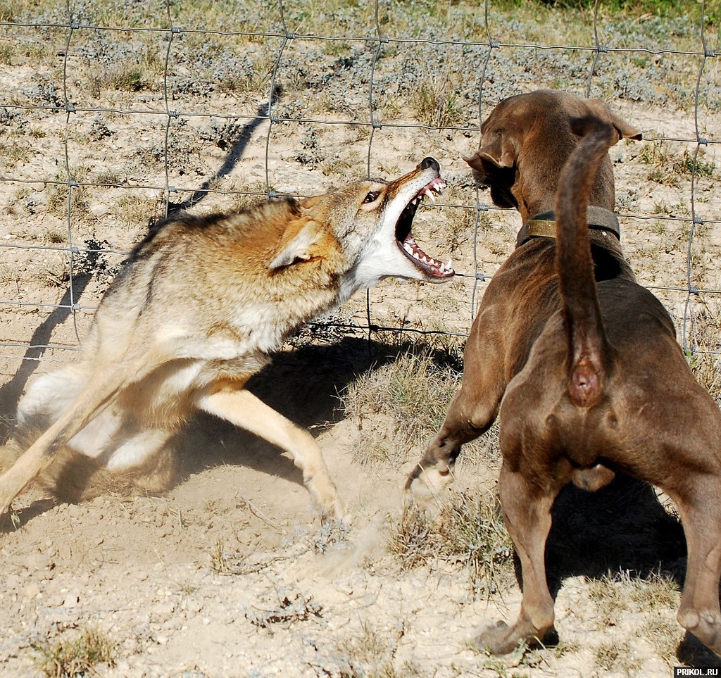 coyote-vs-lacy-dogs-03