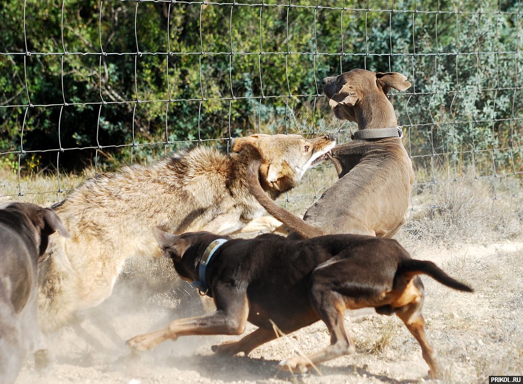 coyote-vs-lacy-dogs-04