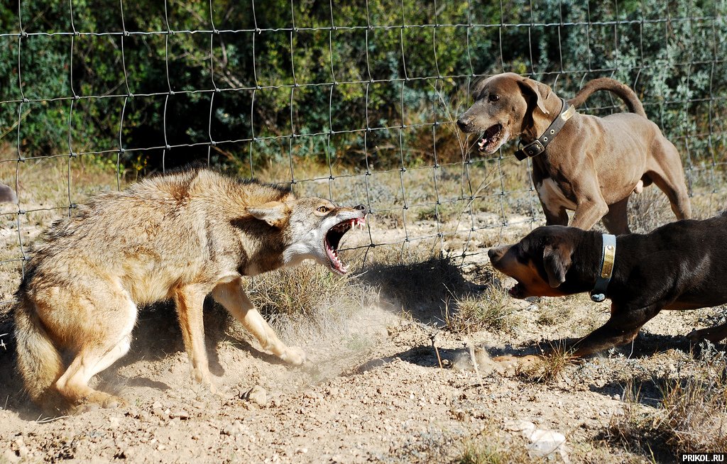coyote-vs-lacy-dogs-05