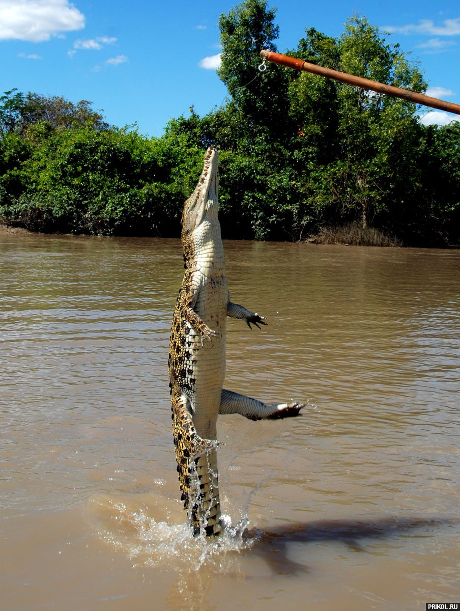 croc-feeding-14