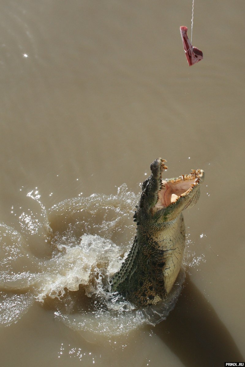 croc-feeding-20