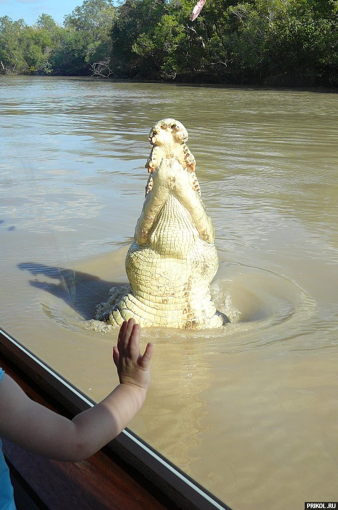 croc-feeding-26