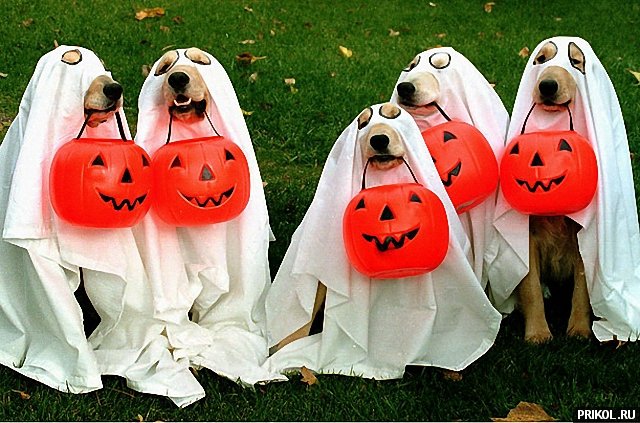 dogs-costumes-02