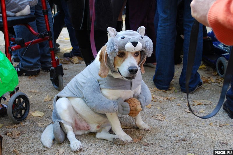 dogs-costumes-06