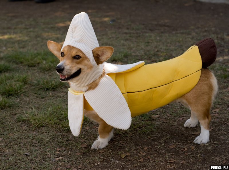 dogs-costumes-11